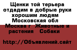 Щенки той-терьера отдадим в добрые руки хорошим людям - Московская обл., Москва г. Животные и растения » Собаки   